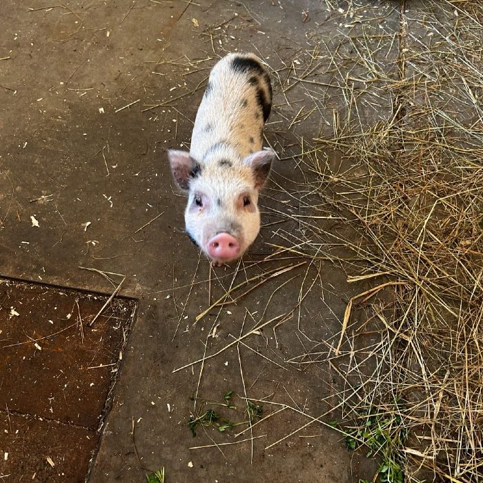 A small spotted pig standing on straw in its pen at Namaste Catskills