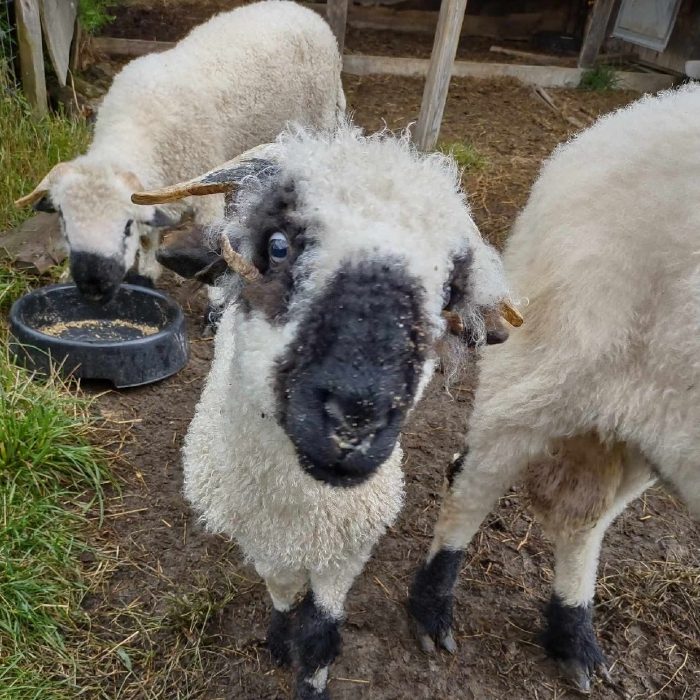 A black faced sheep and two others at the feed bowls at Namaste Catskills