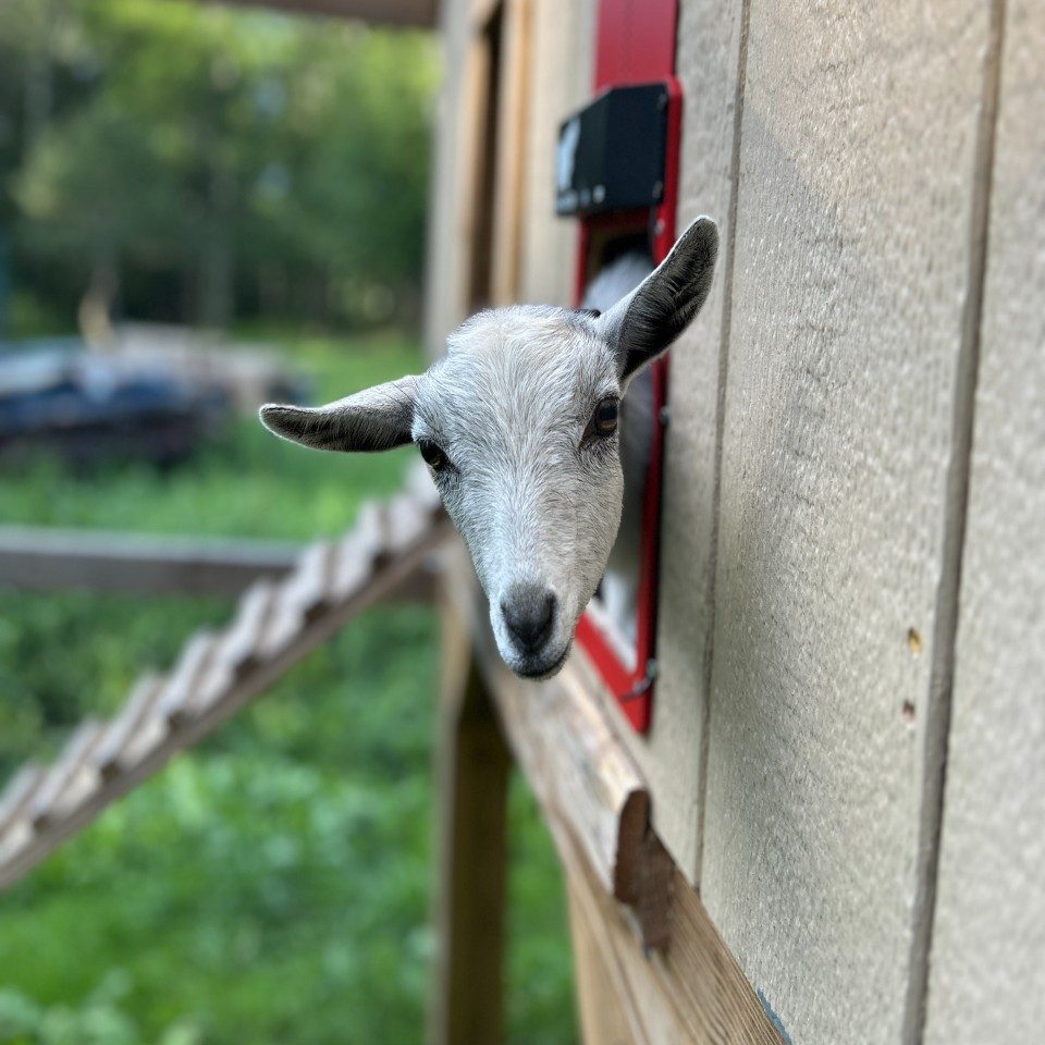A goat looking out through a gap in a barn wall at Namaste Catskills