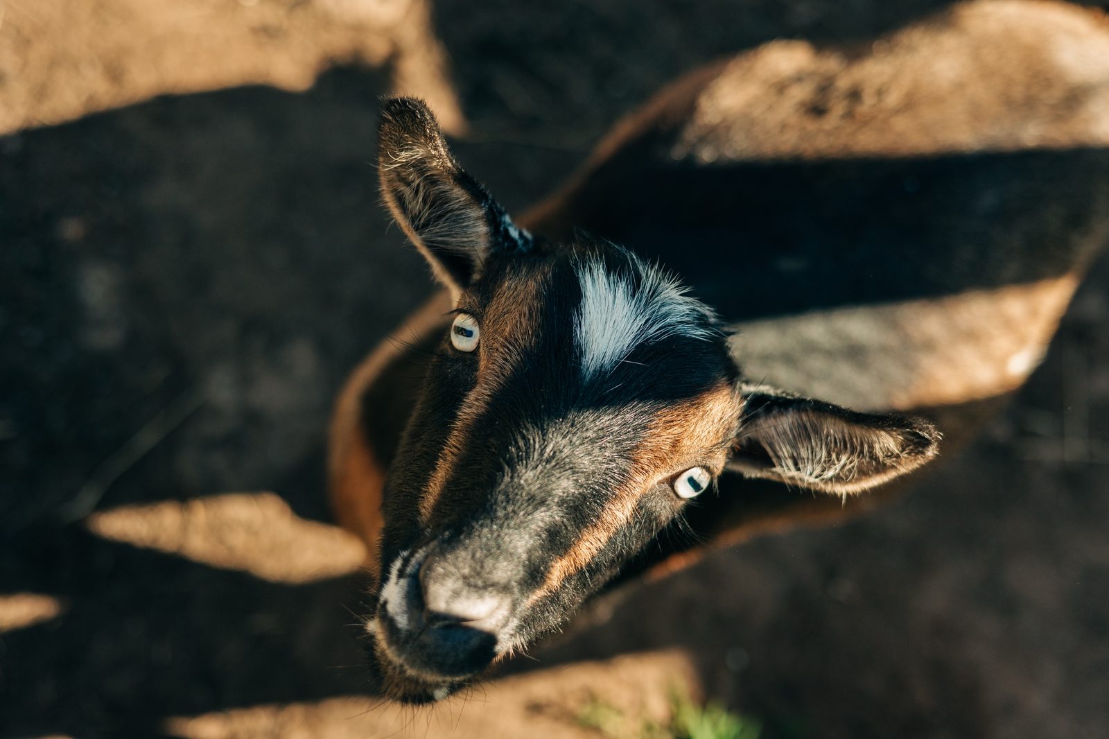 A goat looking up at the camera at Namaste Catskills